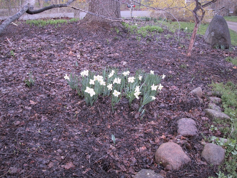 Click to see big picture (800x600 pixels; 529 KB))