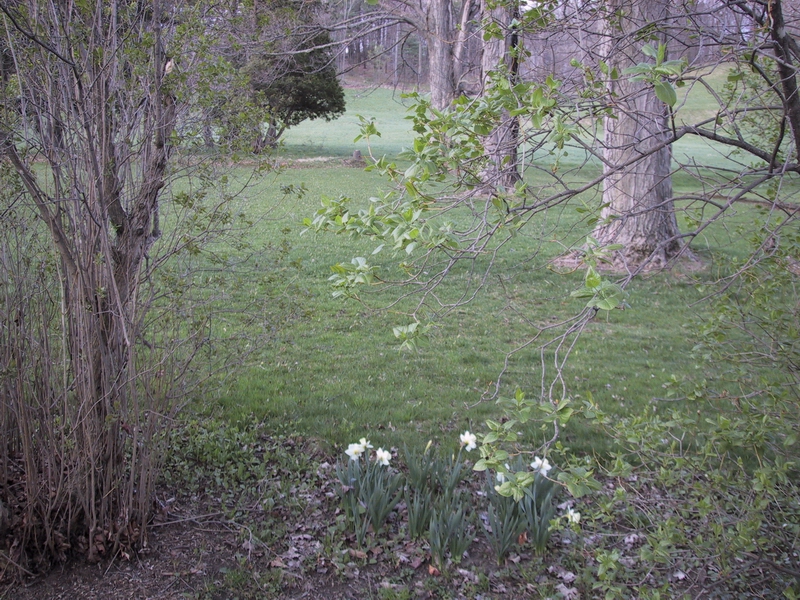 Click to see big picture (800x600 pixels; 490 KB))